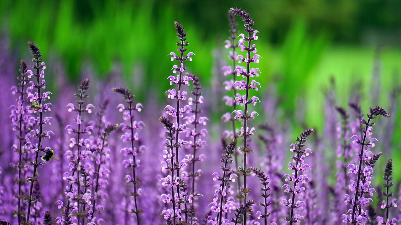 Tips to Establish an Ideal Eco-Friendly Indoor Garden